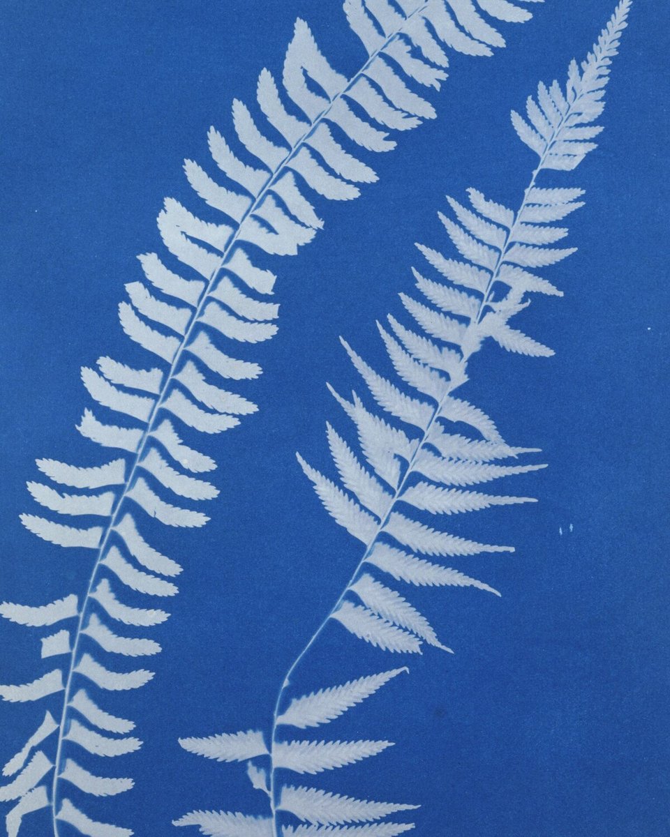 Asplenium braziliense by Anna Atkins