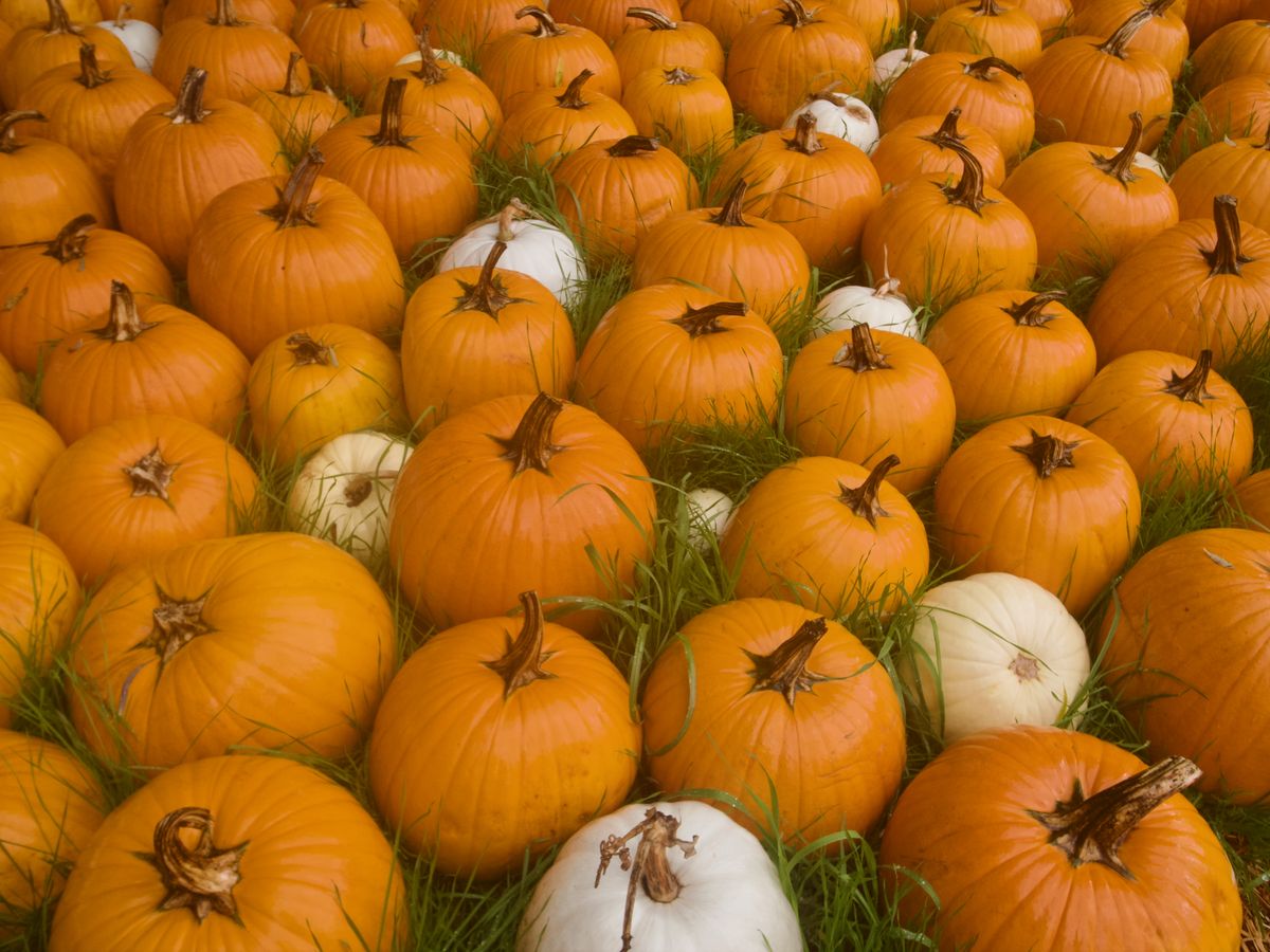 Pumpkin patch, photographed by Christian Miles