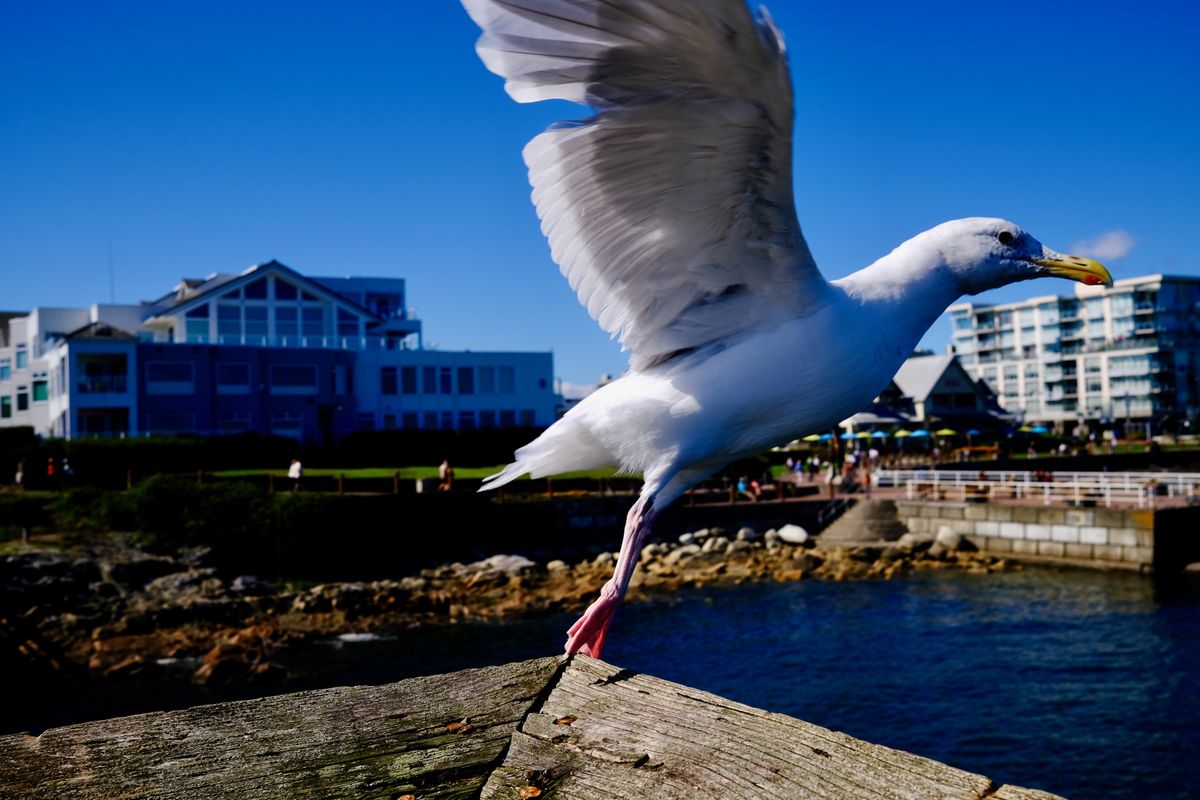 Seagull taking off, photographed by Christian Miles
