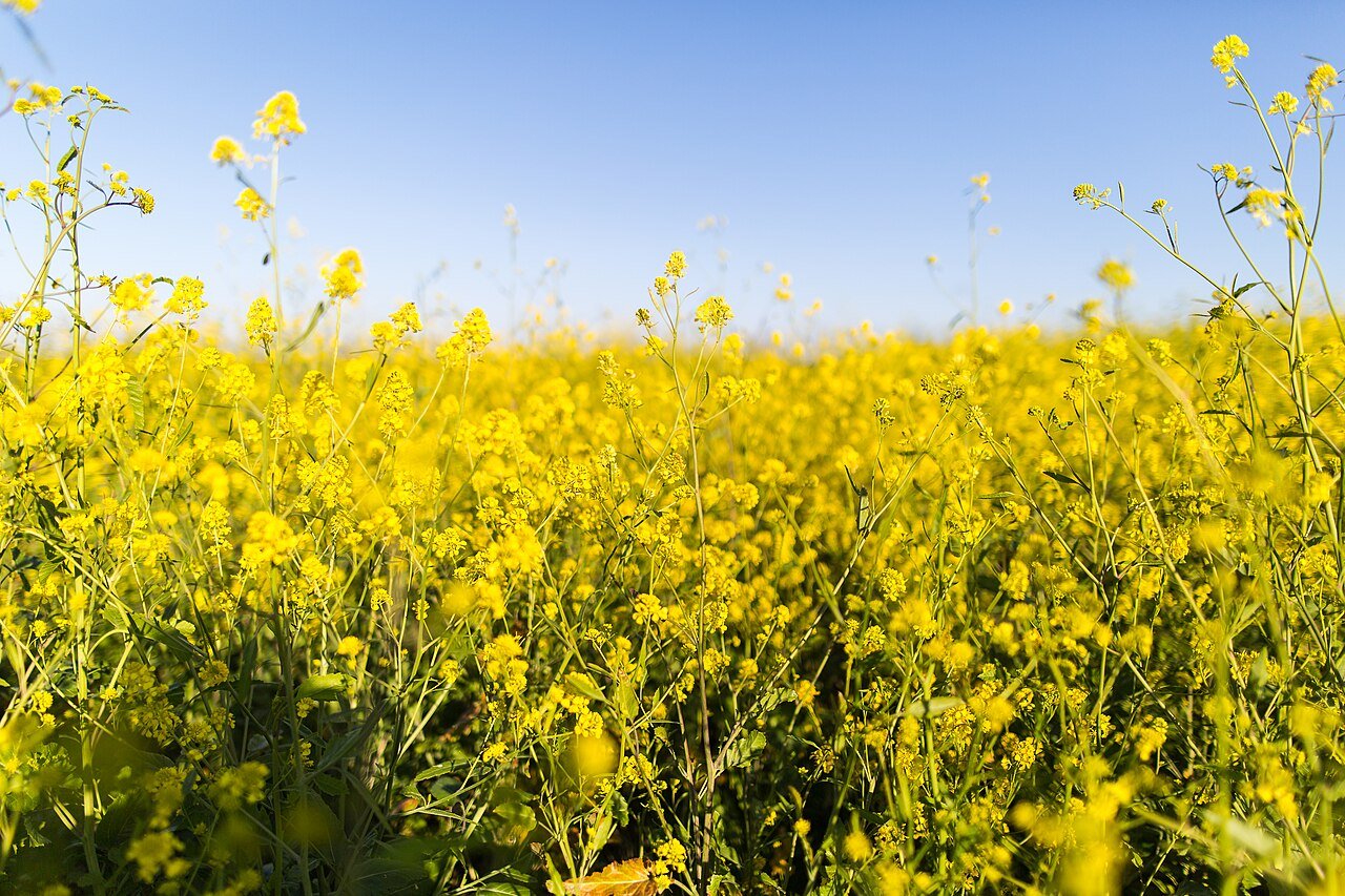 Rapeseed and blue sky, photographed by Sweet Ice Cream Photography